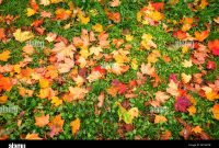 Herbstbilder Von Bunten Blättern Auf Dem Boden