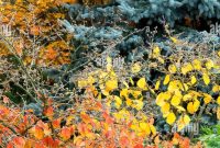 Herbstbilder Von Bäumen Mit Herbstlichen Farben