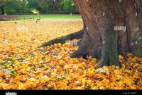 Herbstliche Szenen Im Park