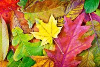 Herbstliche Laubfarben Im Wald