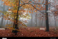 Herbstbilder Von Bunten Wäldern Bei Nebel
