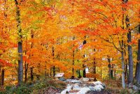 Herbstwald Mit Bunten Blättern